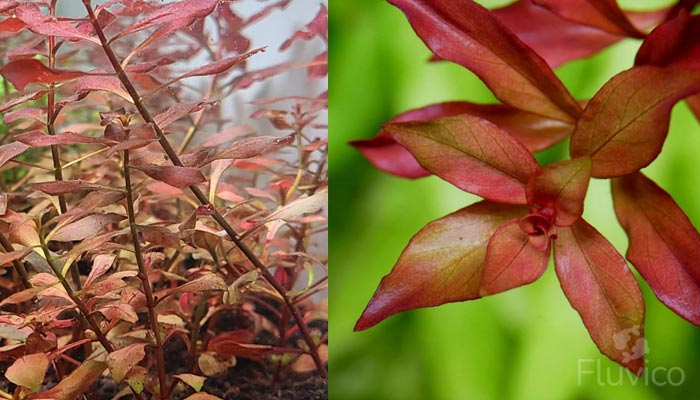 Ludwigia-Repens-close-up