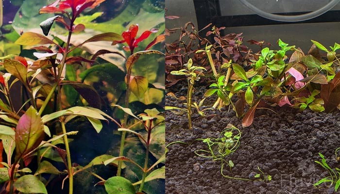 Ludwigia-Repens-planted