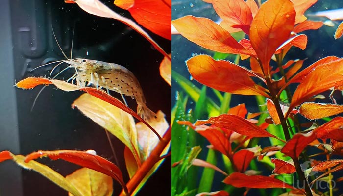 Ludwigia-Repens-planting