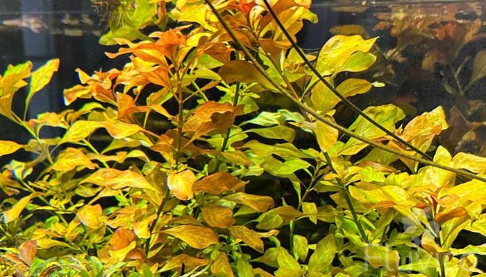 Ludwigia-Repens