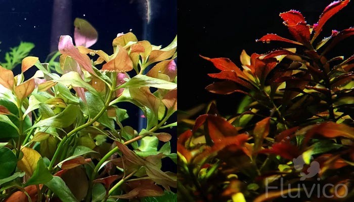 Ludwigia-Repens2