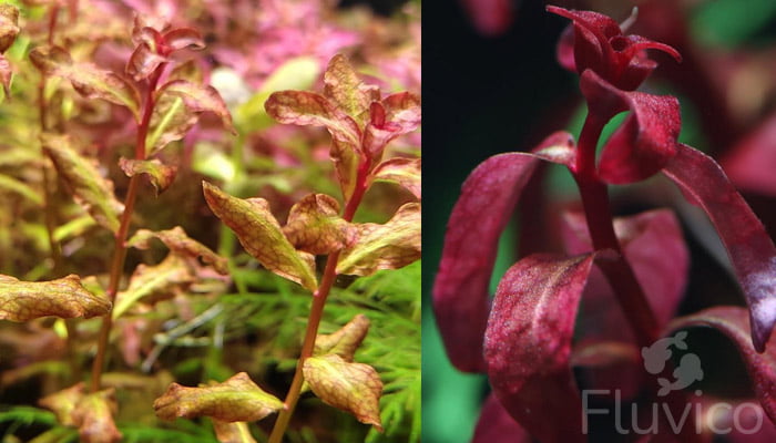 Ludwigia-Senegalensis