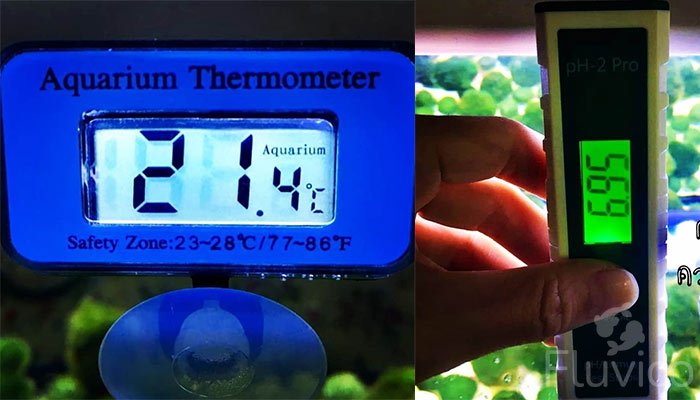 Kh and Temps for Marimo Moss Balls