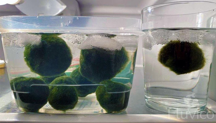 Quarantining Marimo Moss Balls