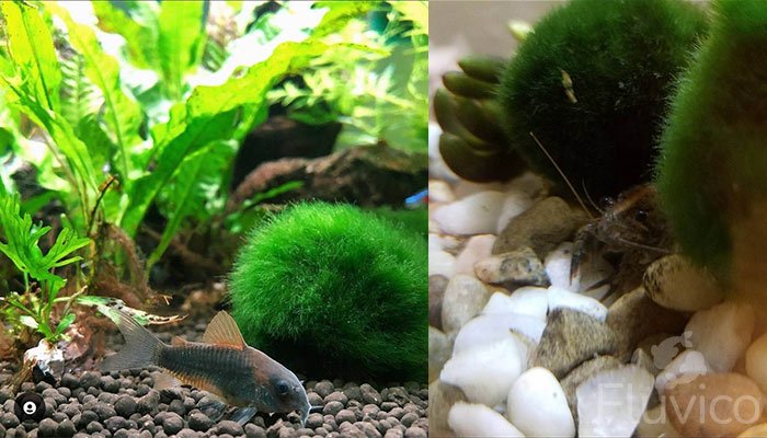 Marimo Moss Balls with Crayfish