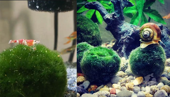 Marimo Moss Balls with Snail