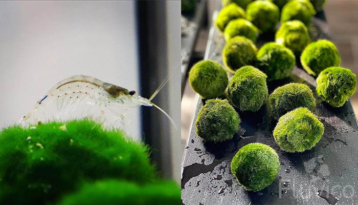 Marimo Moss Balls with Shrimp