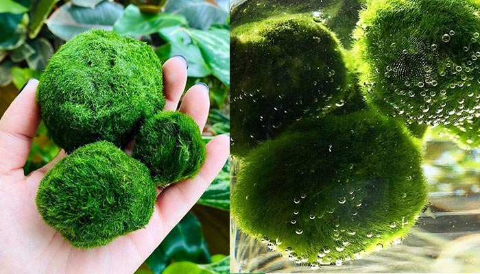 Marimo Moss Balls