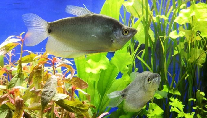 Moonlight gourami among plants