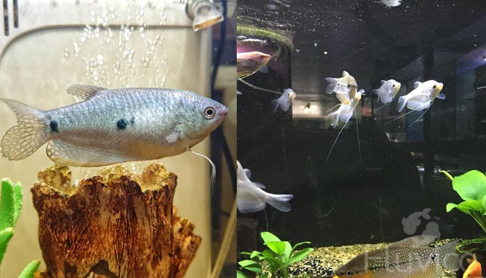 Moonlight gourami aquarium