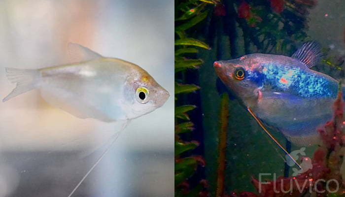 Moonlight gourami baby