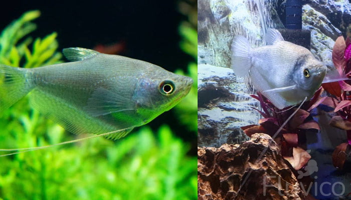Moonlight gourami facing forward