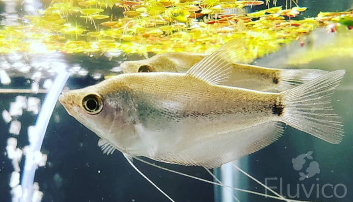 Moonlight gourami feeding
