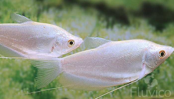 Moonlight gourami swimming together