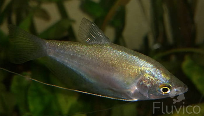 Moonlight gourami