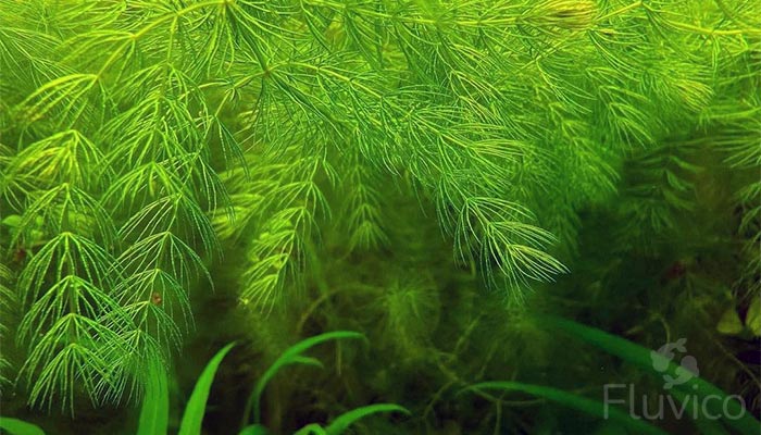 Overgrown Hornwort
