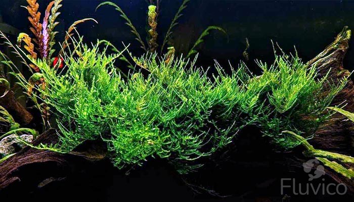 Peacock Moss for aquarium