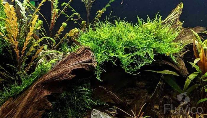 Peacock Moss Aquascaping
