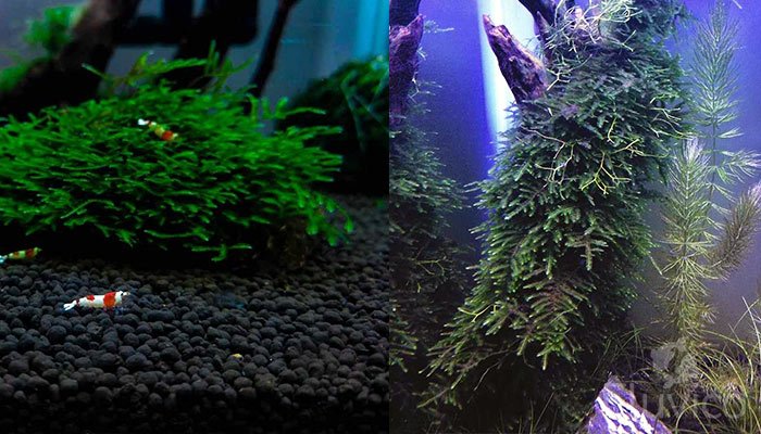 Peacock Moss on driftwood