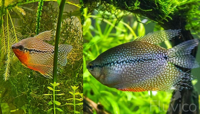 Pearl gourami among plants