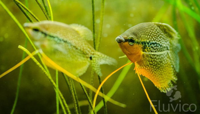 Pearl gourami breeding