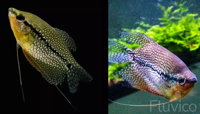Pearl gourami close up