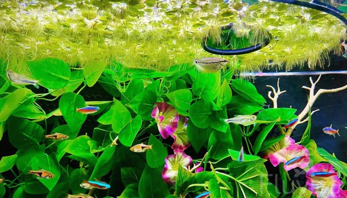 Pearl gourami community tank