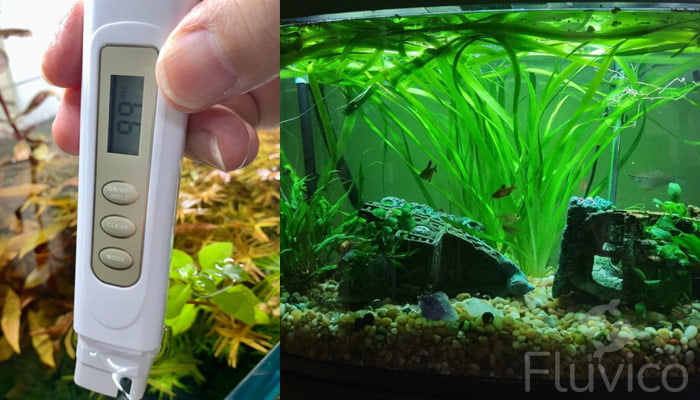 Pearl gourami tank and temperature