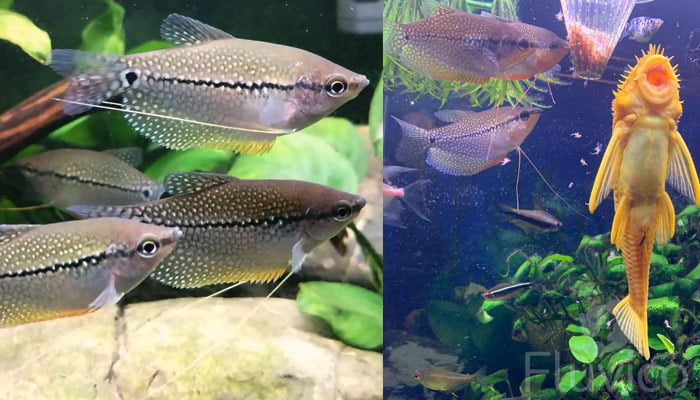 Pearl gourami tank mates