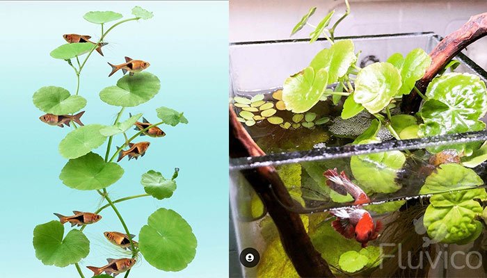 Pennywort with Betta & Tetra