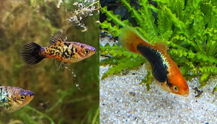 Platy Fish exploring the bottom of the aquarium