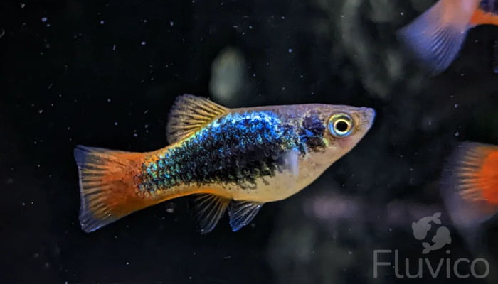 Close-up of a vibrant Platy Fish