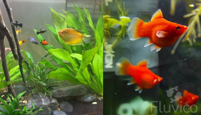 Vibrant Red Coral Platy Fish