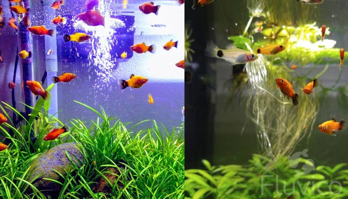 Platy Fish swimming with compatible tank mates