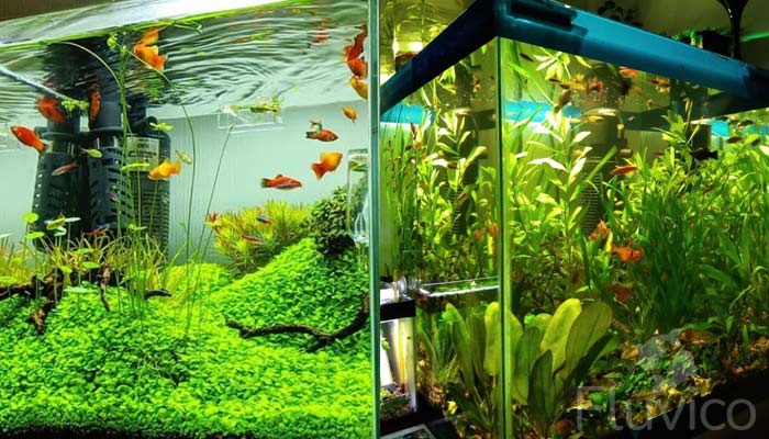Well-planted Platy Fish tank setup