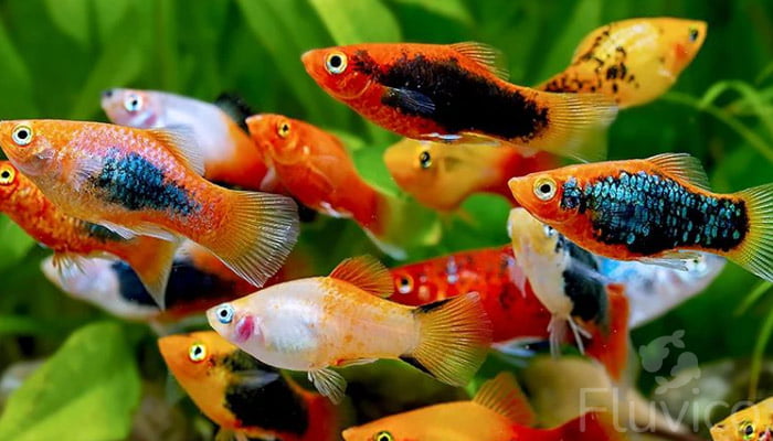 Various colourful Platy Fish varieties