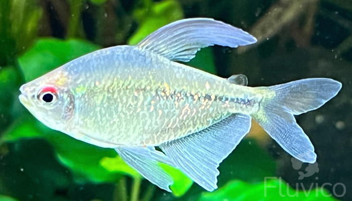 Beautiful White Platy Fish