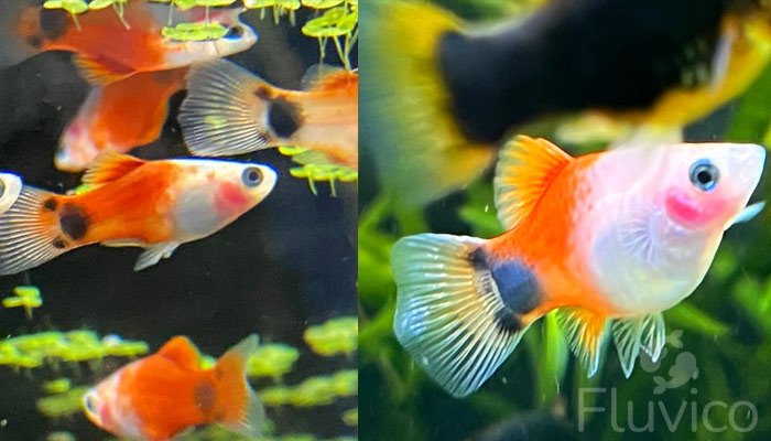 Close-up of a colourful Platy Fish