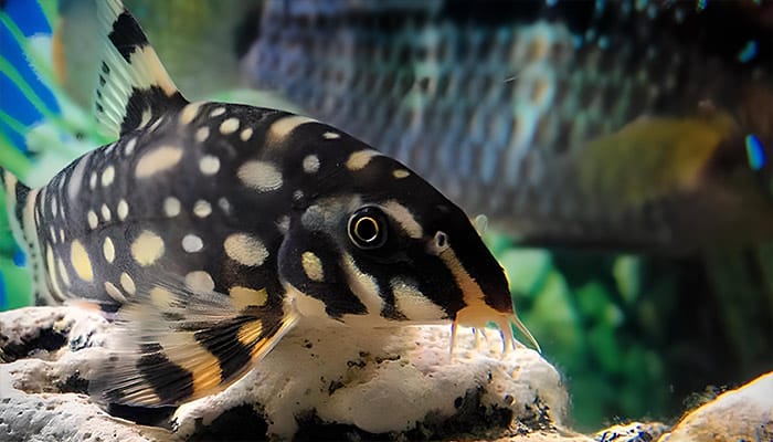 Polka Dot Loach testing on a rock
