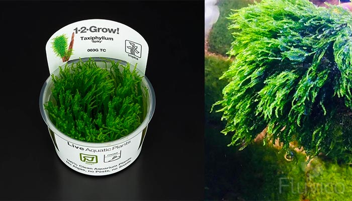 Flame Moss Propagation Clump