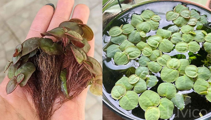 Red-Red-Floater-Propagation