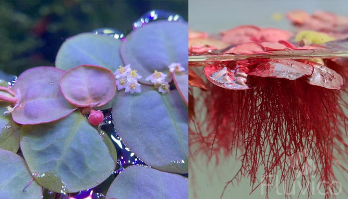 Red-Red-Floater-close-up