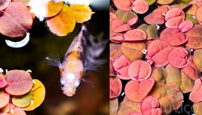 Red-Red-Floater-fish