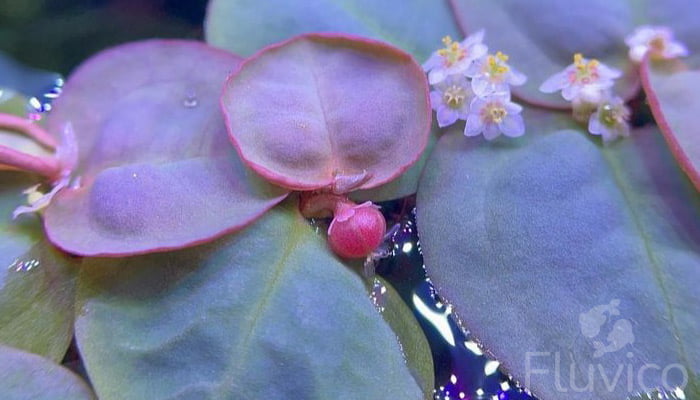Red-Red-Floater-flower