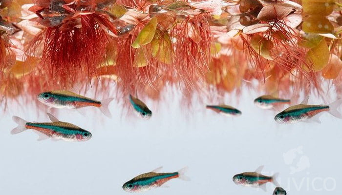 Red-Red-Floater-roots-and-fish