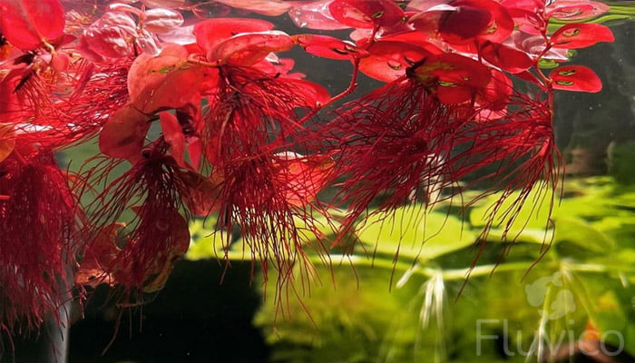 Red-Red-Floater-roots