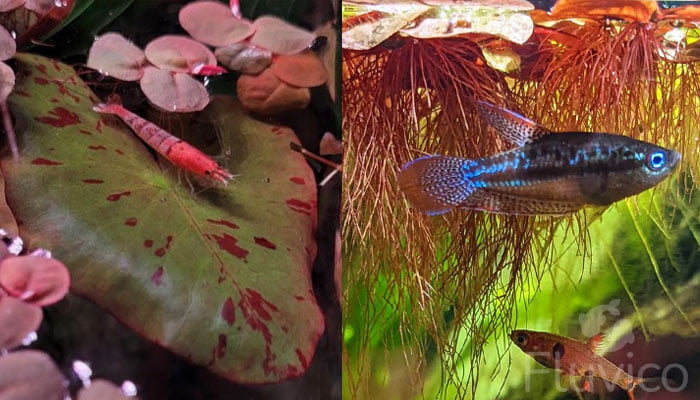 Red-Red-Floater-tank-mates