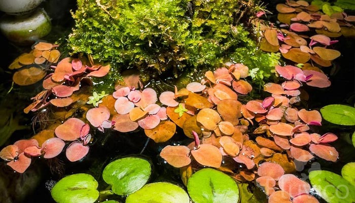 Red-Red-Floater-tank