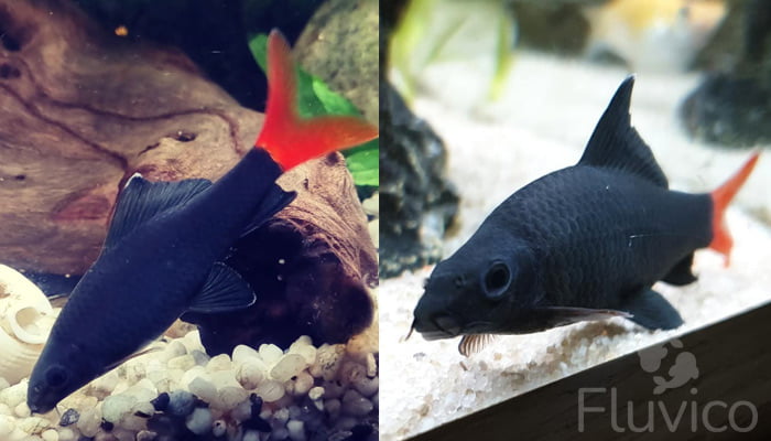 Redtail shark bottom dwelling