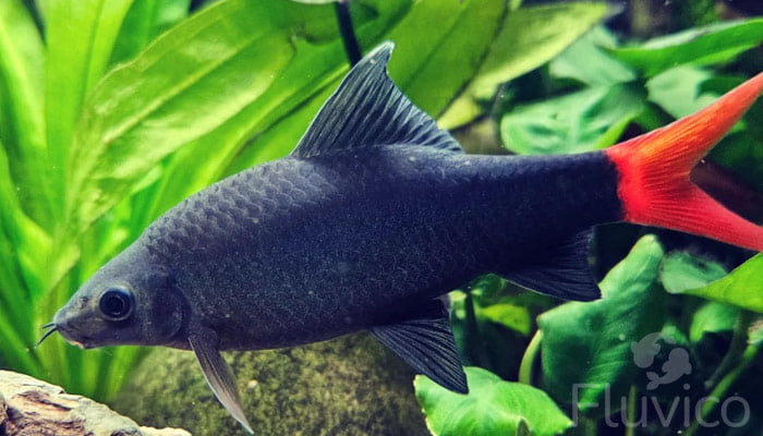 Redtail shark feature